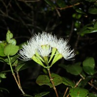 Syzygium fergusonii (Trimen) Gamble
